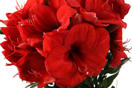 Букет с гиппеаструмами Фламенко