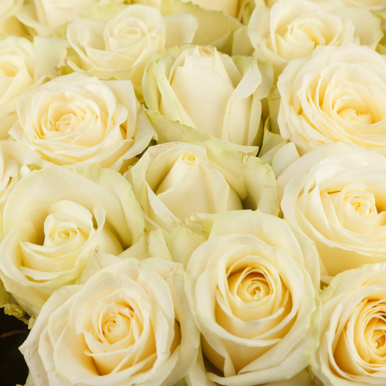 Букет из 35 роз Прекрасная незнакомка + Десерт в ПОДАРОК!