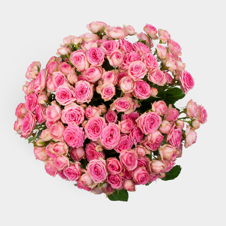 Букет 25 кустовых роз Жемчужный румянец
