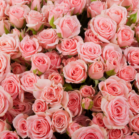 Букет из 151 розы Утренние поцелуи