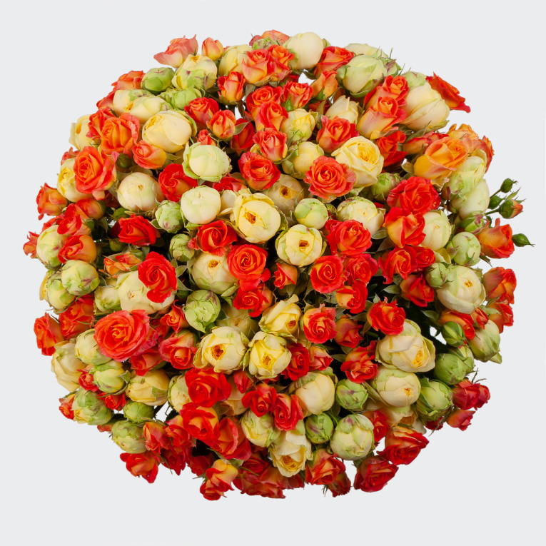 Букет из 51 розы Апельсиновый сон
