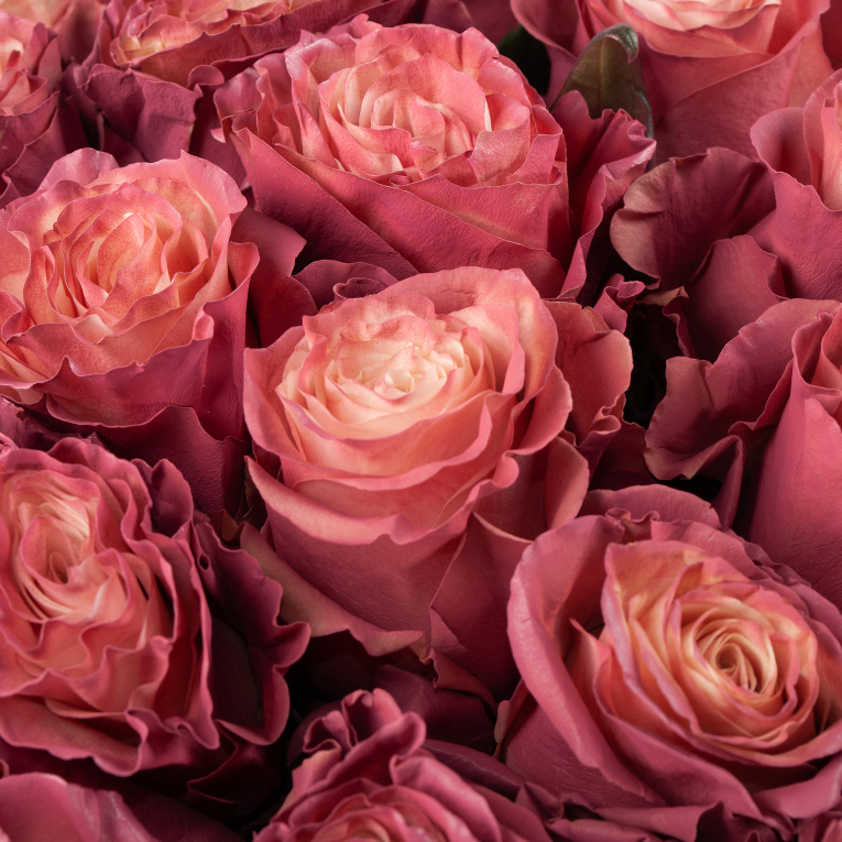 Букет 35 роз Кипение чувств