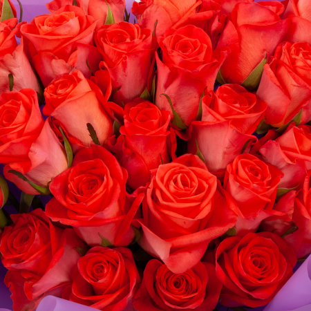 Букет из 35 роз Сияние нежности