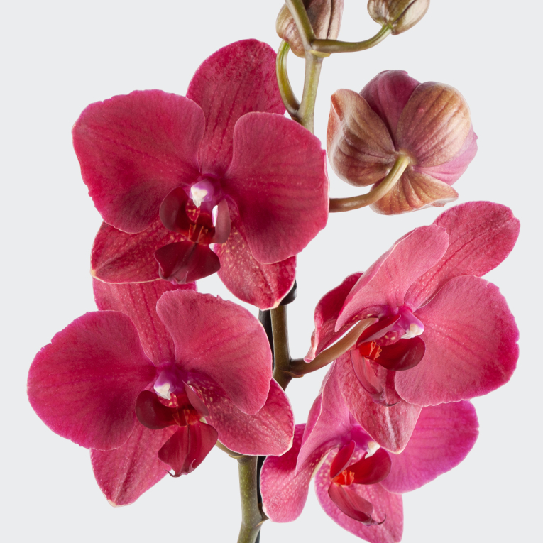 Орхидея Фаленопсис алая (1 ствол)
