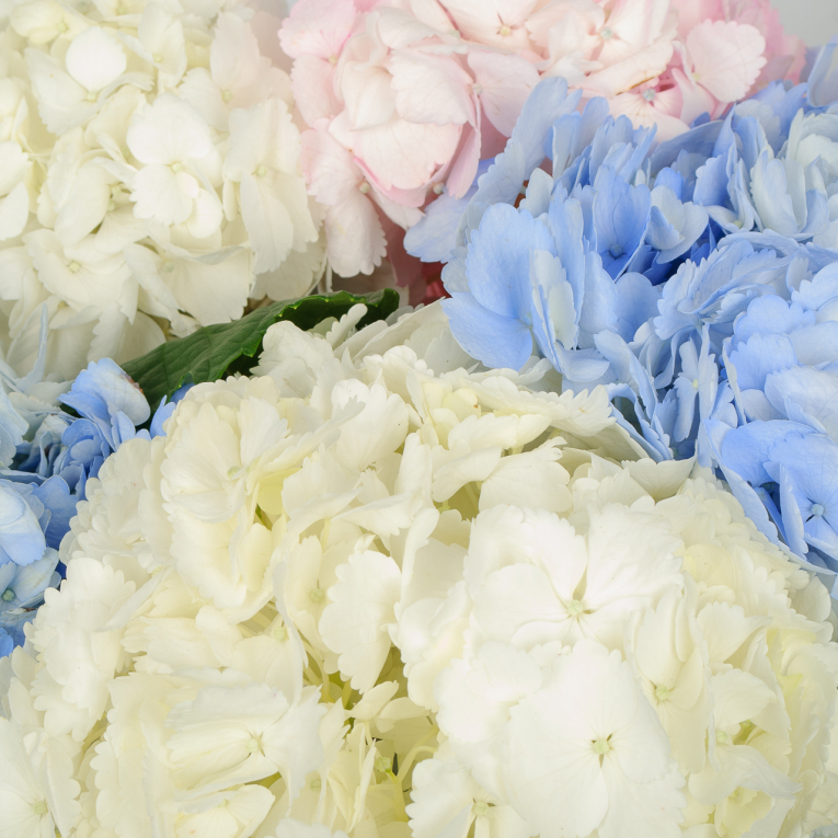 Букет 5 гортензий Цветочные облака