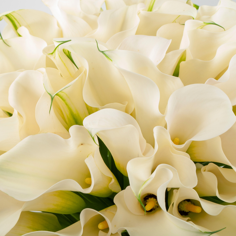 Букет из 101 каллы Белый ангел
