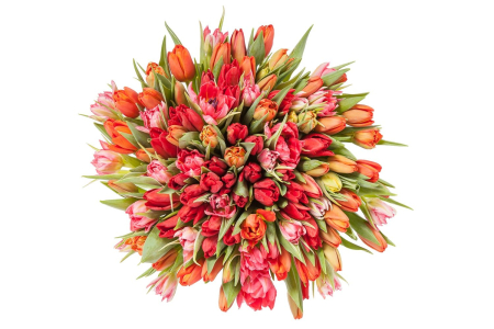 Букет 101 тюльпан, красно-розовые