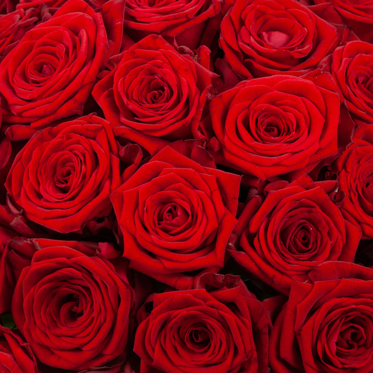 Букет в белой коробке Алые краски (51 роза)