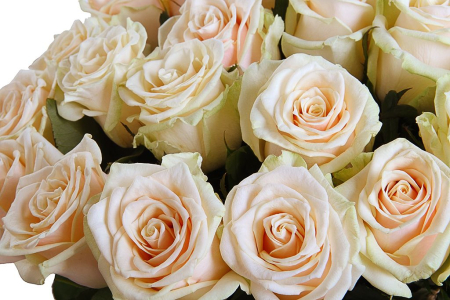 Букет 21 роза Талея