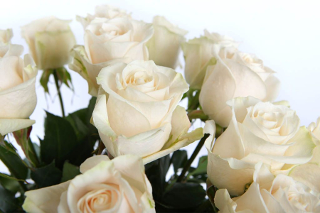 Букет 21 роза Венделла