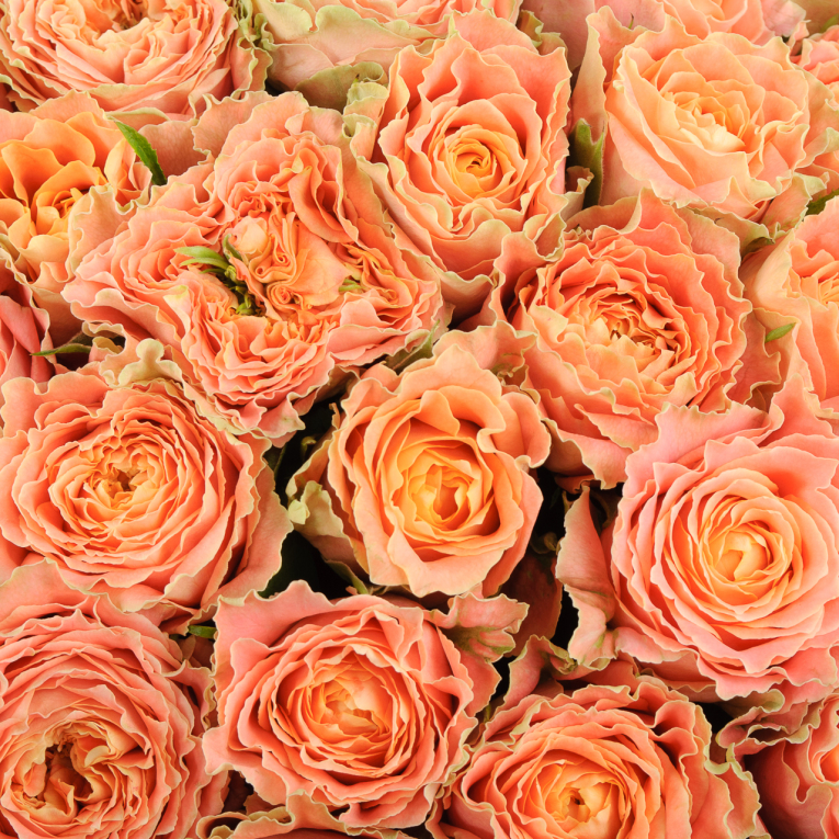 Букет из 101 розы Персиковое удовольствие