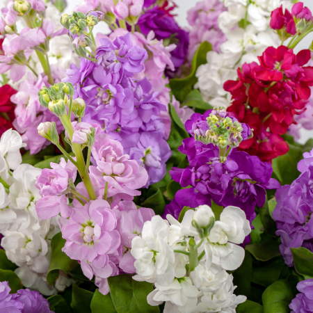 Букет из маттиолы Радостный всплеск