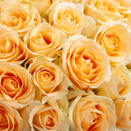 Букет из 51 розы Крем-брюле