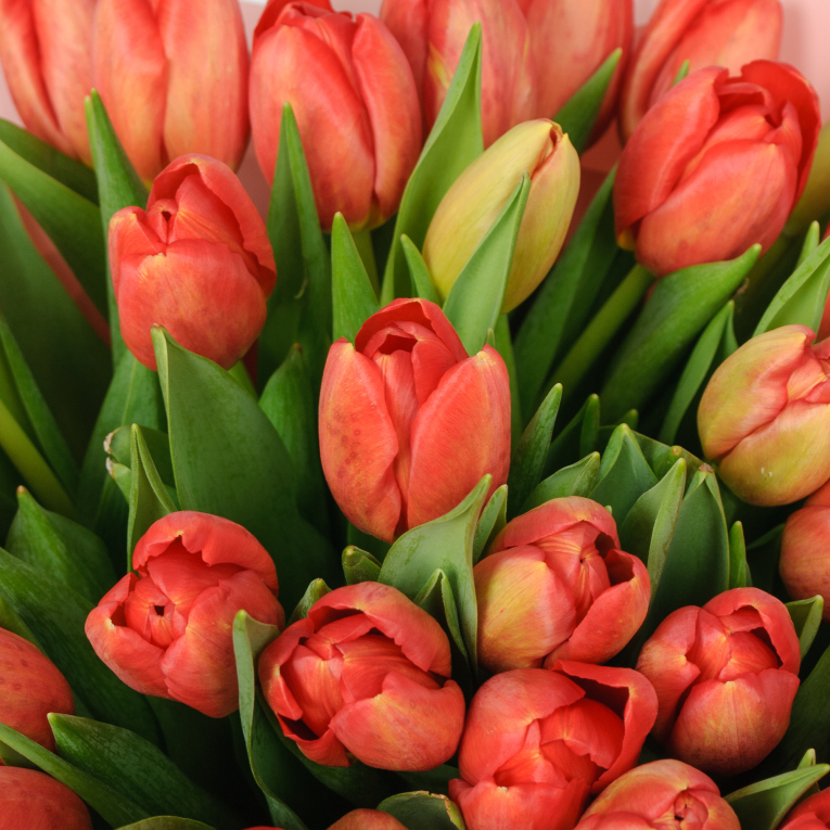 Букет 35 красных тюльпанов