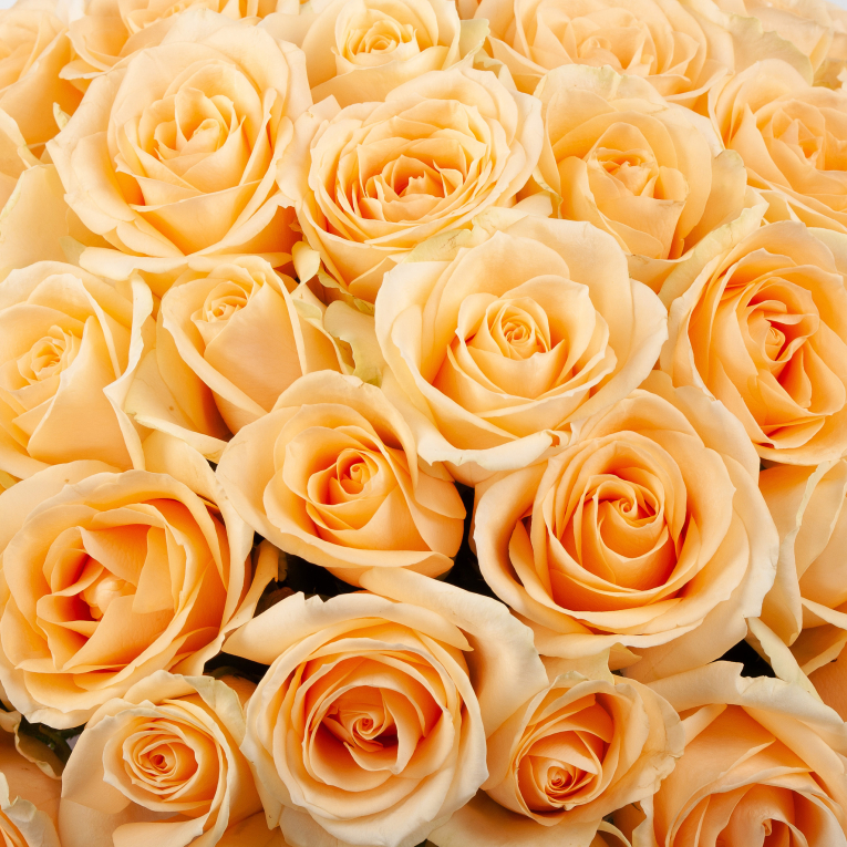 Букет в белой коробке Утренняя соната (51 роза)