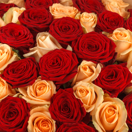 Букет 51 роза Любовь без конца и края