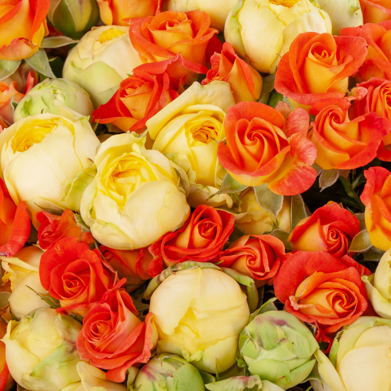 Букет из 51 розы Цитрус и крем