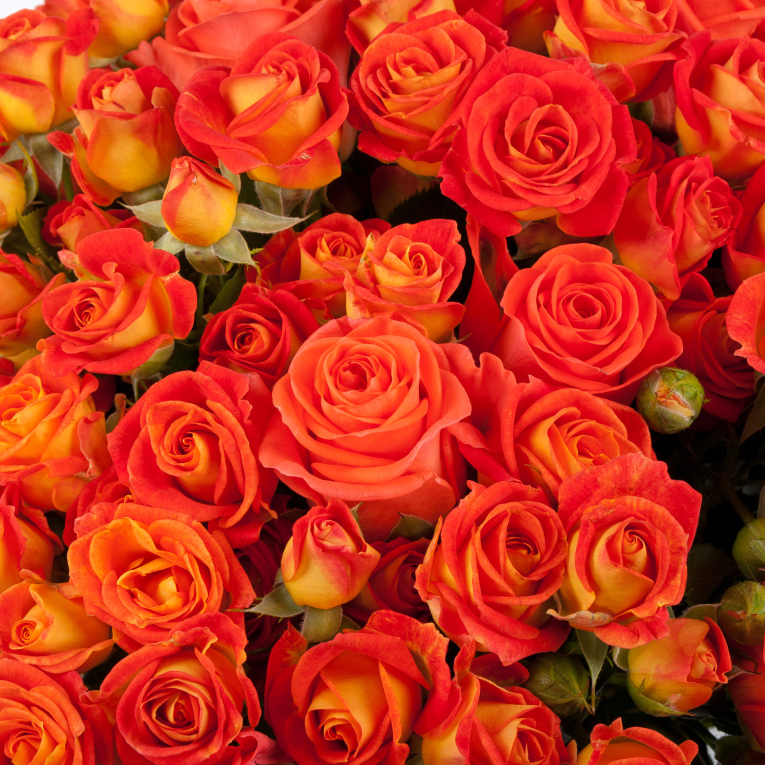 Букет из 51 розы Испанская сиеста