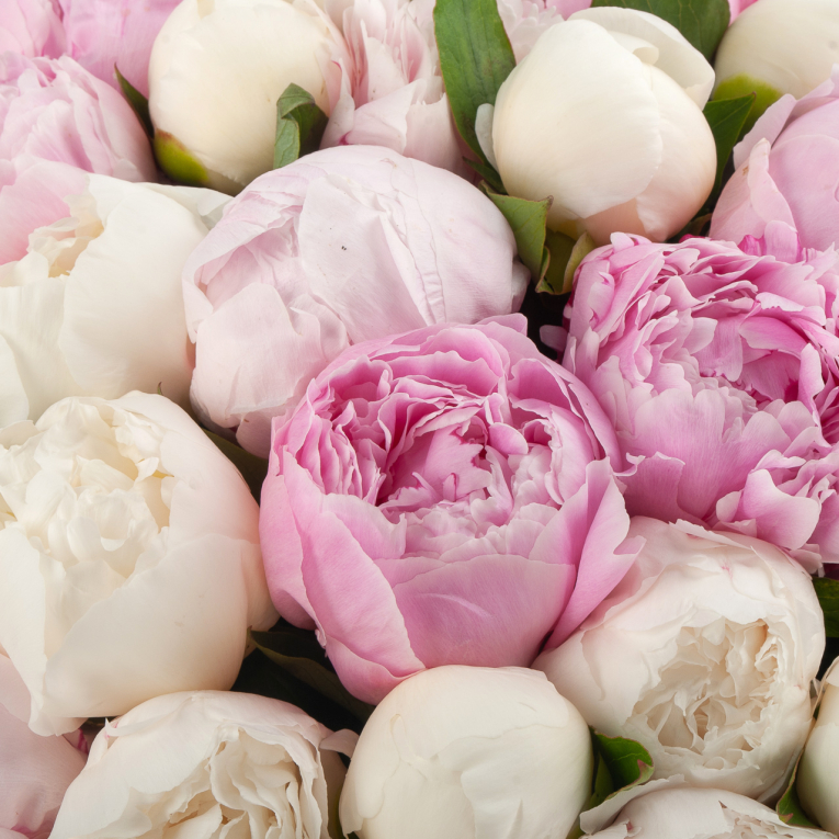 Букет 101 пион Мечта под облаками