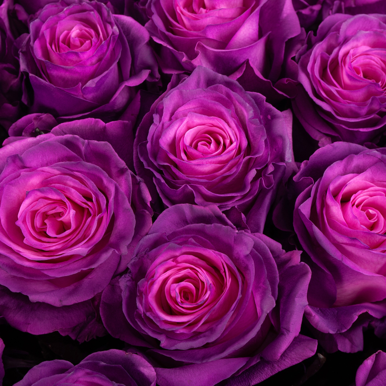 Букет 75 роз Лунный рассвет