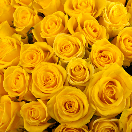 Букет в коробке Золотая карета (151 роза)