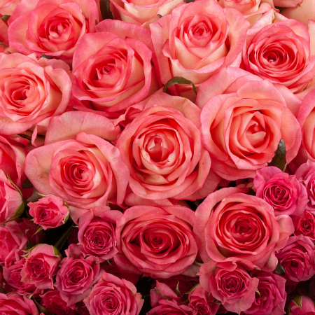 Букет из 151 розы Гипноз