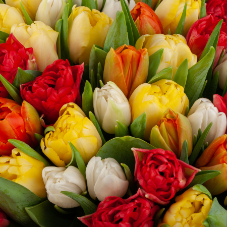 Букет 101 тюльпан Разноцветная заря