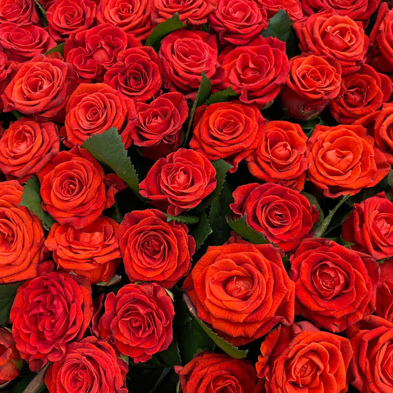 Корзина роз 501 причина любить