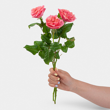 Роза Риджинс Парк 40 см (3 шт.)