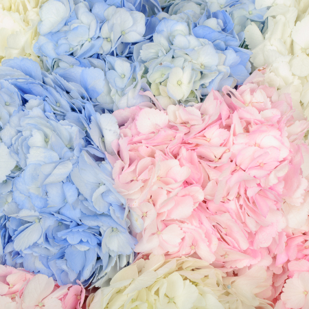 Букет 19 гортензий Цветочные облака