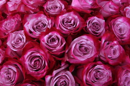 Букет 101 роза Дип Перпл в шляпной коробке