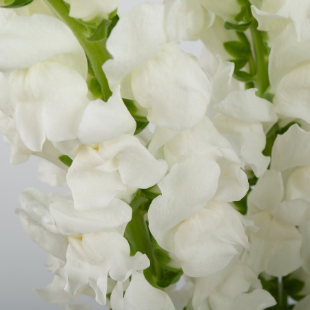 Антирринум белый (3 шт.)