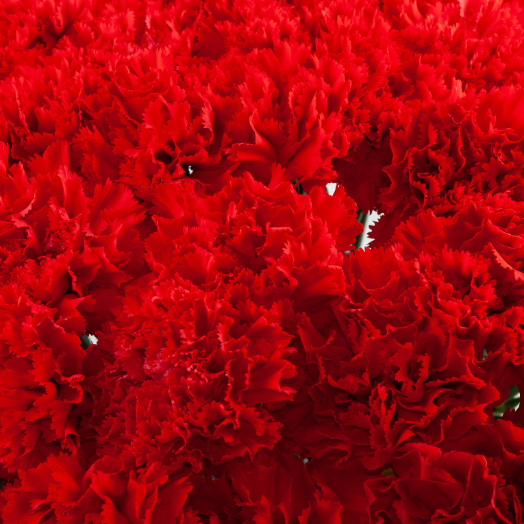 Букет 51 гвоздика