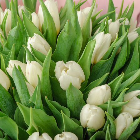 Букет 75 белых тюльпанов