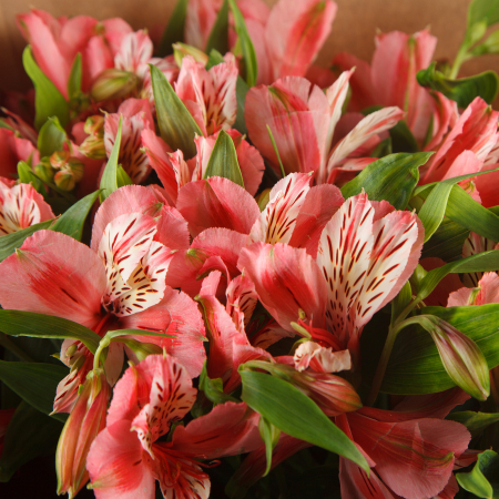 Букет альстромерий Любовь на рассвете