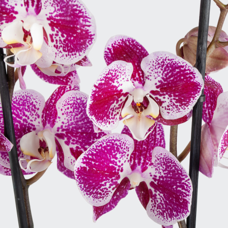 Орхидея Фаленопсис бело-фиолетовая (2 ствола)