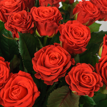 Букет из 35 роз Эль Торо