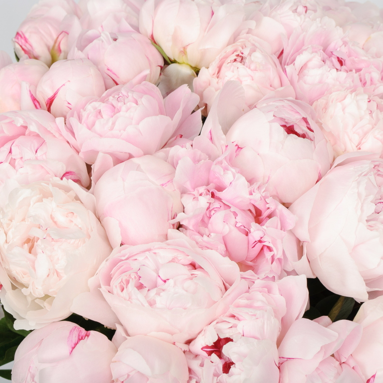 Букет из пионов 51 комплимент