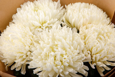 Букет из 5 белых хризантем Сингл