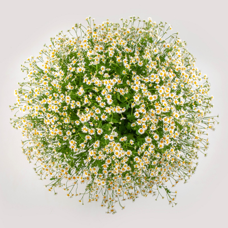 Букет ромашек Летняя поляна + Десерт в ПОДАРОК!