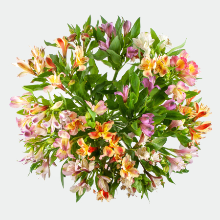 Букет из 21 альстромерии Радужный