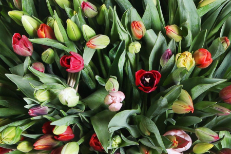 Композиция Весеннее головокружение (501 тюльпан)