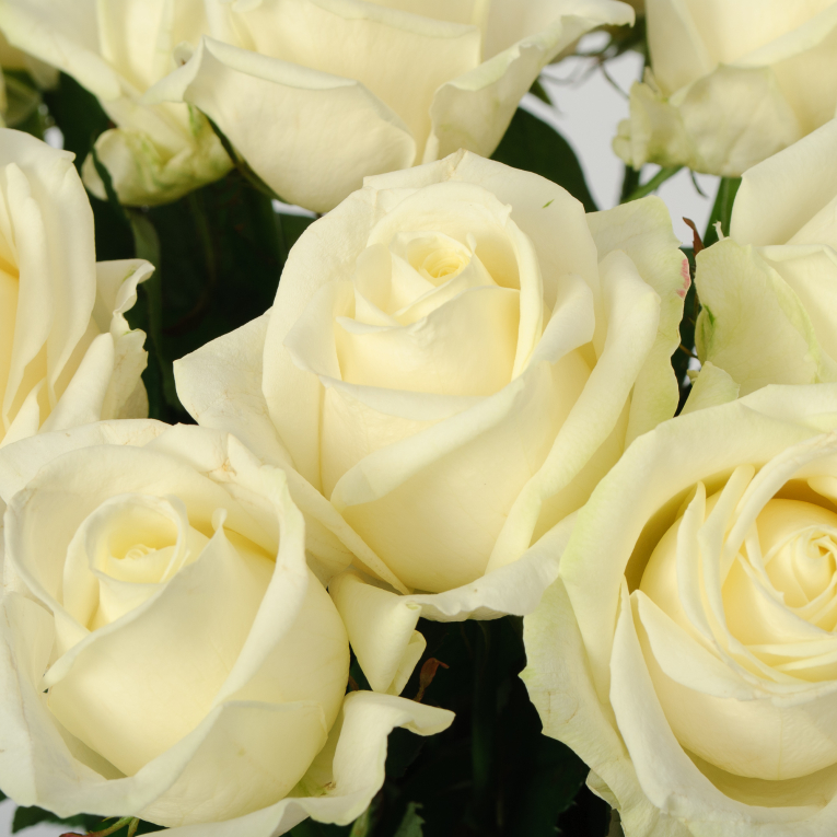 Букет 19 роз Аваланш 60/70 см