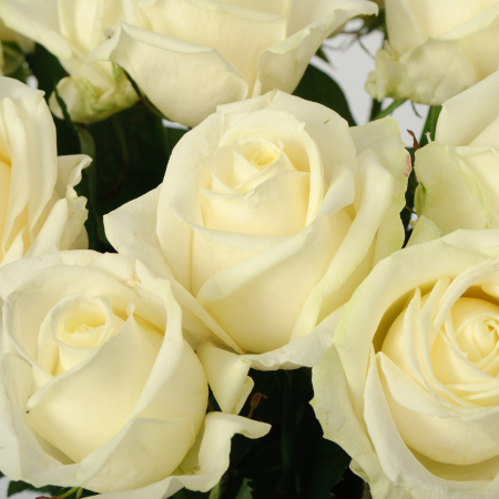 Букет 19 роз Аваланш 60/70 см