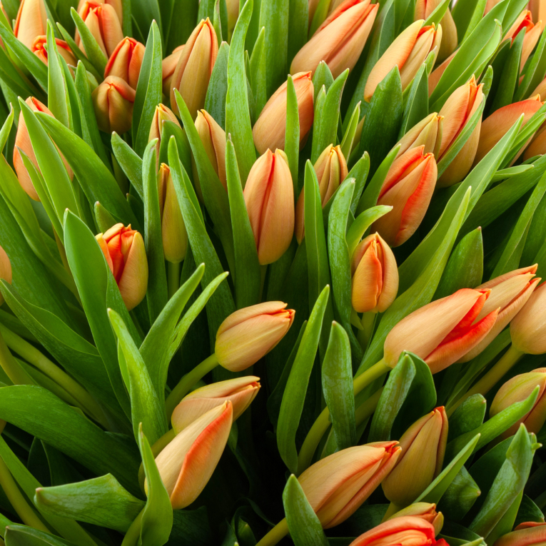 Букет 101 тюльпан Оранжевое настроение