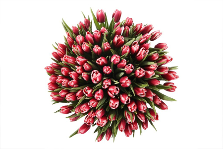 Букет 101 королевский тюльпан в голубой коробке, алые