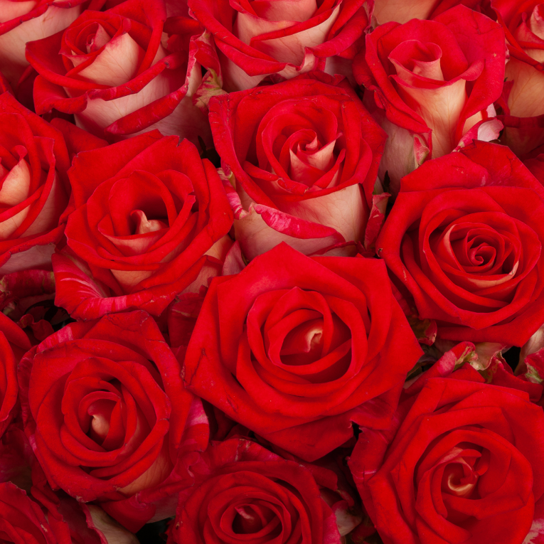 Букет 51 роза Ягодный поцелуй