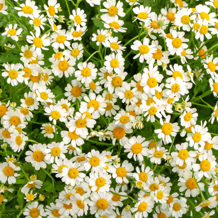 Букет ромашек Летняя поляна + Десерт в ПОДАРОК!