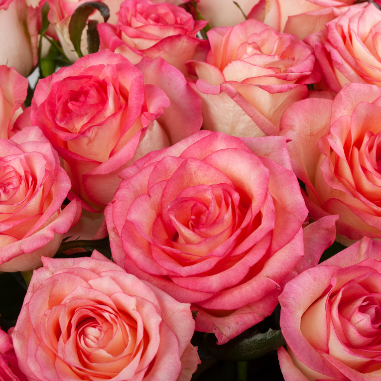 Букет из 45 роз Розовая лагуна