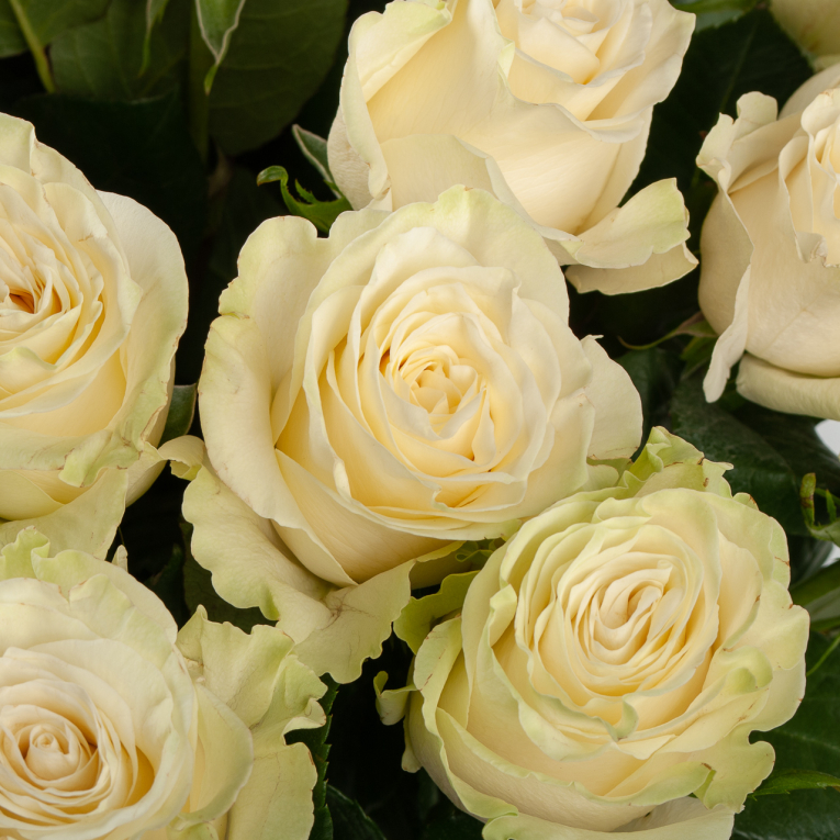 Букет 25 роз Мондиаль